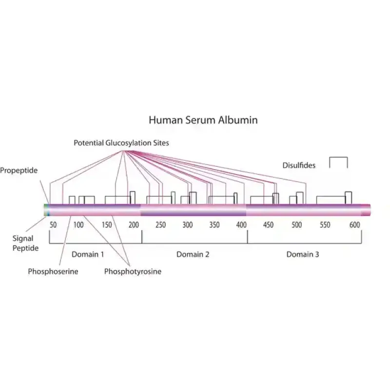HUMAN ALBUMIN FOR ELECTROPHORESIS BRP